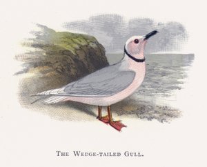 A gaivota de cauda de cunha de Alexander Francis Lydon