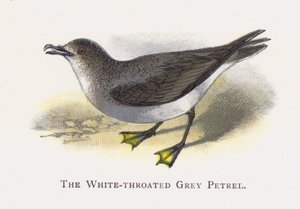 O Petrel Cinzento Branco-throated de Alexander Francis Lydon