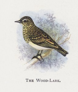 The Wood-Lark de Alexander Francis Lydon