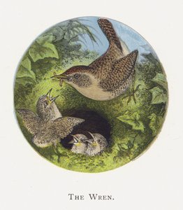 A carriça de Alexander Francis Lydon