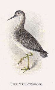 The Yellowshank de Alexander Francis Lydon