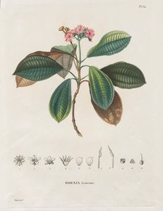 Viagem às Regiões Equinociais do Novo Continente, Feita nos Anos 1709 a 1804: Monografia das Melastomaceae: No. 54 de Alexander, Freiherr von Humboldt