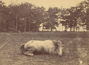 É esta morte - Campo de batalha de Antietam, setembro de 1862, 1862. de Alexander Gardner