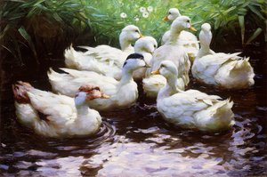 Terra (patos)