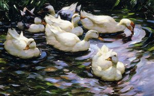 Patos nadando em um lago iluminado pelo sol