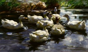 A.Koester, patos na lagoa