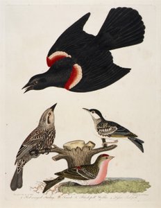 1. Estorninho de asa vermelha. 2. Fêmea. 3. Toutinegra-de-barrete-preto. 4. Toutinegra-de-barrete-pequena