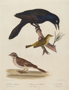 Melro Corvo Fêmea, Toutinegra Coroada Alaranjada, Lark Finch.