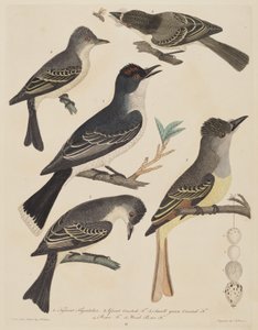 Cinco pássaros com seus ovos e um inseto, publicado 18081814.