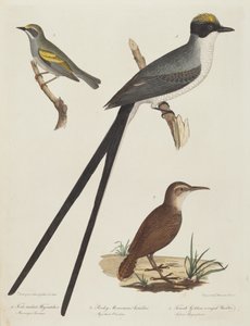 Papa-moscas de cauda bifurcada, tamanduá das montanhas rochosas e toutinegra-de-asa-dourada.