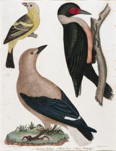 Tangerina da Louisiana, Corvo de Clark, Pica-pau de Lewis