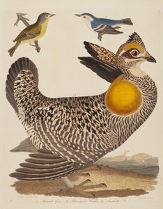 Pinnado Grous, Blue-green Warbler e Nashville Warbler, publicado 1808-1814.