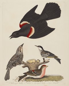 Estorninho-de-asa-vermelha, Estorninho-de-asa-vermelha, Fêmea, Toutinegra-de-asa-preta e Menor...,pub.1808-1814.