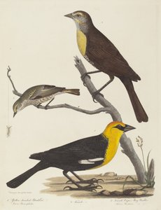 Melro-de-cabeça-amarela, Melro-Fêmea e Toutinegra-de-Maio-Fêmea.