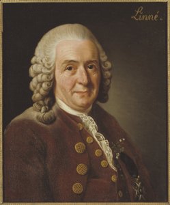 Carl Linnaeus (1707-1778), professor e botânico, 1775 de Alexander Roslin
