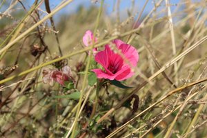 Florescer ao vento de Alexandra Joseph