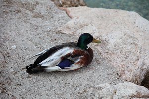 O pato de Alexandra Joseph