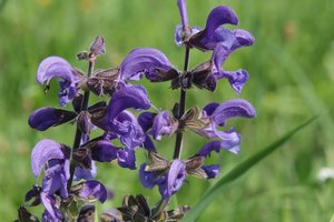 Flores silvestres