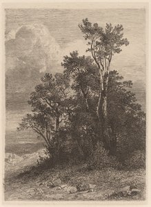 Bosque das Árvores de Alexandre Calame