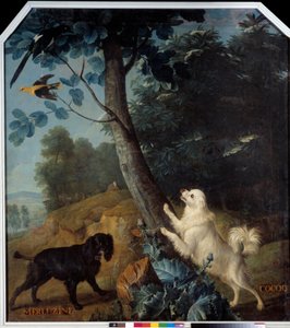 Merluzine e Cocoq, os cães de Luís XIV (1638-1715). Pintura de François Desportes (1661-1743) de Alexandre Francois Desportes