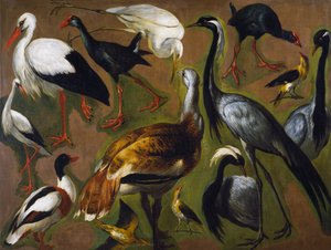 Estudo das aves, por Alexandre-Francois Desportes (1661-1743), França de Alexandre Francois Desportes