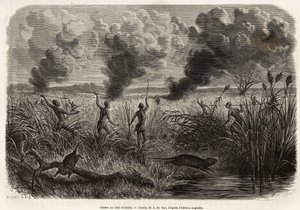 A tribo bongo caça o rato dos canaviais (para os naturalistas: aulacode), sitot avista o local onde vivem os roedores, o fogo é posto a secar a erva à volta da sua cabana, até que as beterrabas, obrigadas a fugir, vêm apresentar-se aos caçadores, gravando 