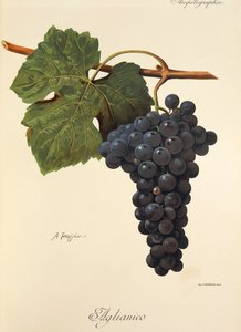 Uva Aglianico de A. Kreyder de Alexis Kreyder