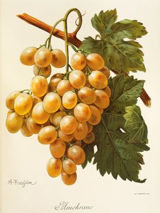 Uva Amokrane por A. Kreyder de Alexis Kreyder
