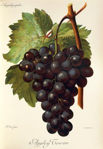 Uva Appley Towers. Ilustração de A. Kreyder, Pessione, da Traite General de Viticulture. Ampelographie de Alexis Kreyder