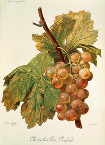 Uva Chasselas Gros Coulard por A. Kreyder de Alexis Kreyder