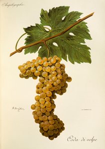Uva Coda di Volpe por A. Kreyder de Alexis Kreyder