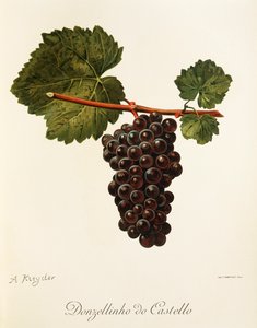 Uva Donzellinho do Castello por A. Kreyder de Alexis Kreyder