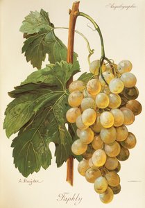 Uva faphly de A. Kreyder de Alexis Kreyder