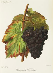 Uva Gamay Hatif des Vosges de A. Kreyder de Alexis Kreyder