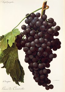 Gros de Coveretto uva por A. Kreyder de Alexis Kreyder