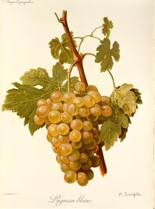 Uva Lignan Blanc por A. Kreyder de Alexis Kreyder