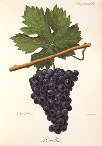 Uva Lourella de A. Kreyder de Alexis Kreyder