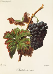 Madeleine Noire grape by A. Kreyder de Alexis Kreyder