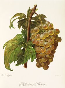 Madeleine Salomon grape by A. Kreyder de Alexis Kreyder