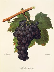 Mavroud grape by A. Kreyder de Alexis Kreyder