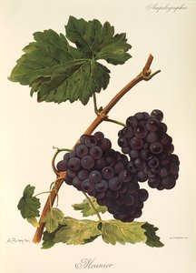 Uva Meunier por A. Kreyder de Alexis Kreyder