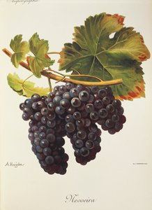 Uva Mevoeira por A. Kreyder de Alexis Kreyder