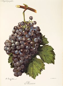 Uva missão por A. Kreyder de Alexis Kreyder