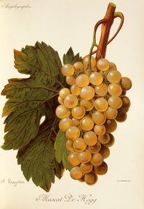 Moscatel Dr. Hogg uva por A. Kreyder de Alexis Kreyder