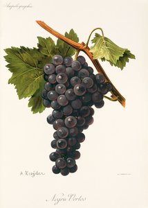 Uva Negru Vertos por A. Kreyder de Alexis Kreyder