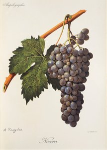 Uva Nocera por A. Kreyder de Alexis Kreyder