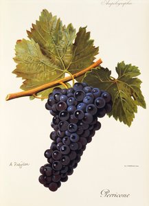 Uva deerricone por A. Kreyder de Alexis Kreyder