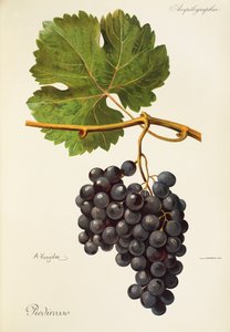 Uva Piedirosso por A. Kreyder de Alexis Kreyder