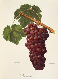 Uva Romanka de A. Kreyder de Alexis Kreyder