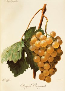 Uva da Vinha Real de A. Kreyder de Alexis Kreyder